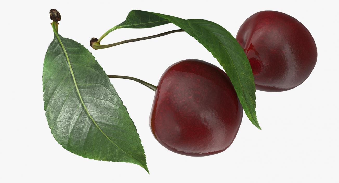 3D Sour Cherry with Leaf