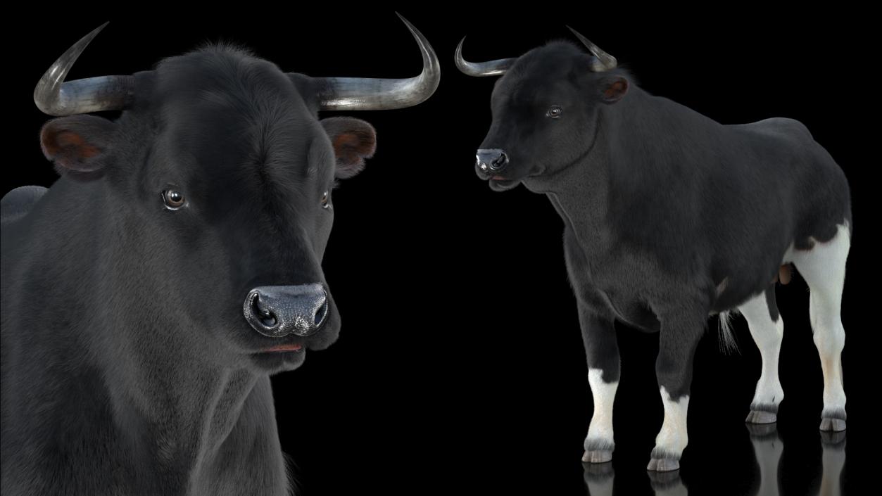 Black Bull Fur 3D model