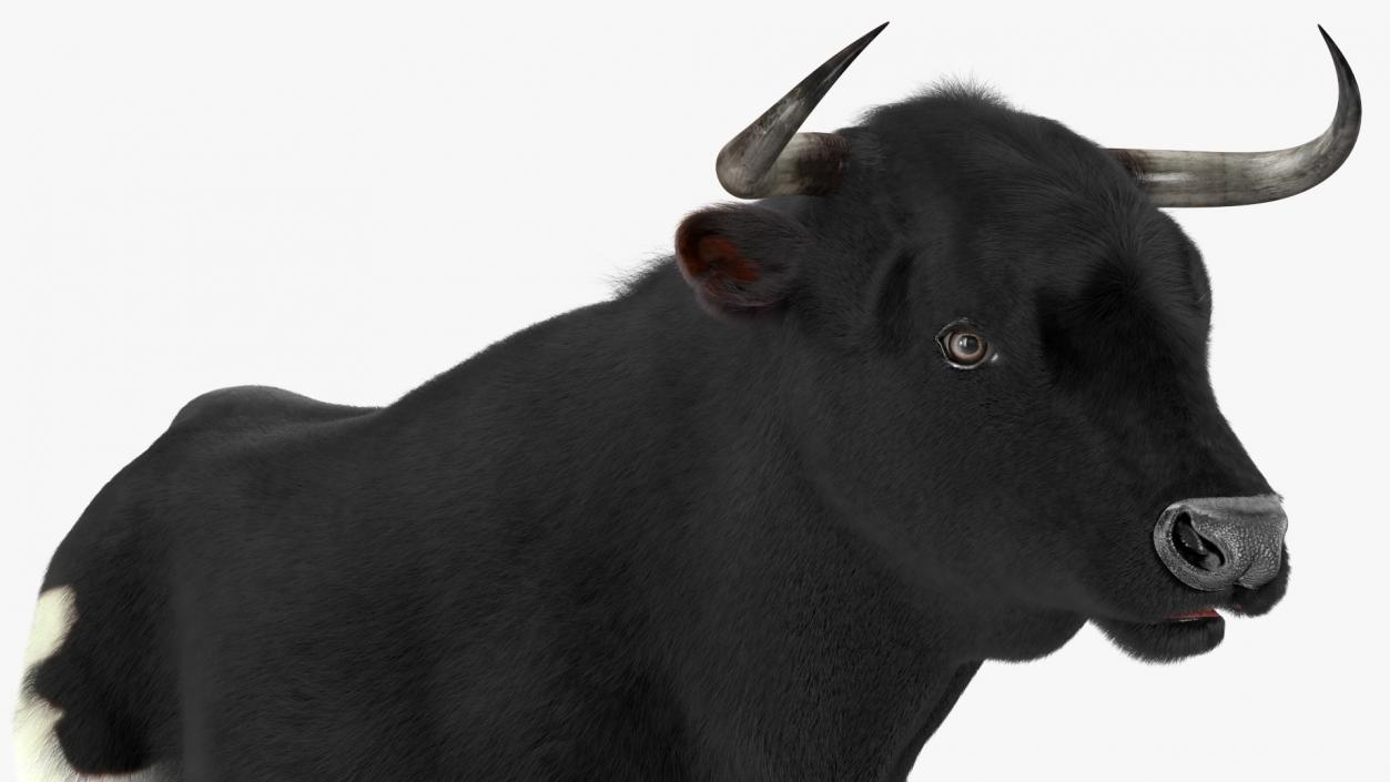 Black Bull Fur 3D model