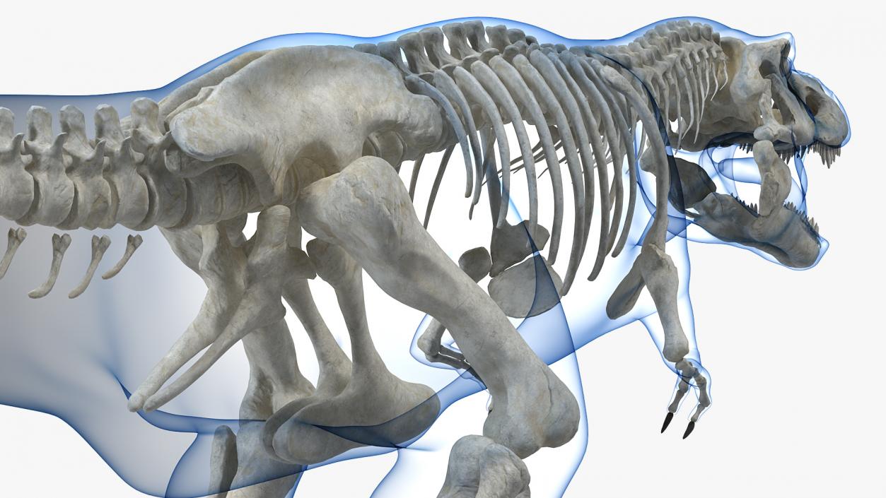 3D Tyrannosaurus Rex Skeleton with Skin