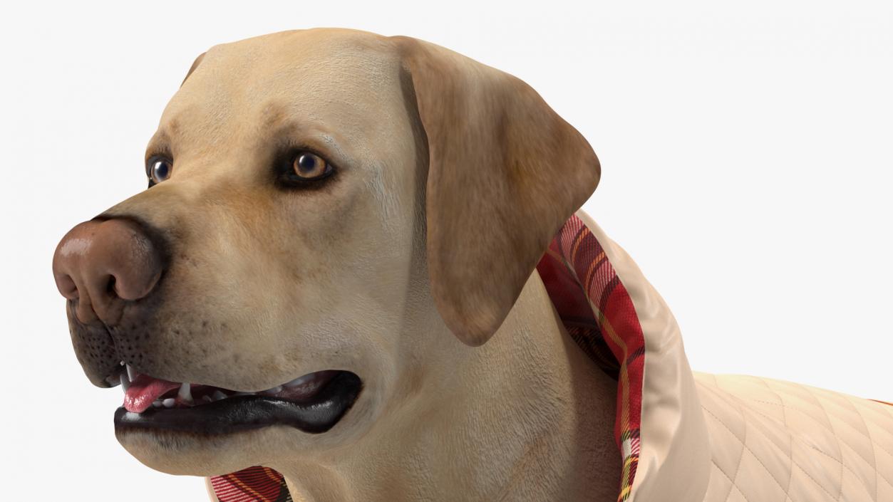 3D model Labrador Wearing Beige Coat(1)