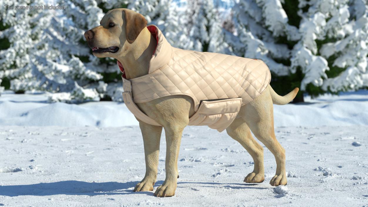 3D model Labrador Wearing Beige Coat(1)