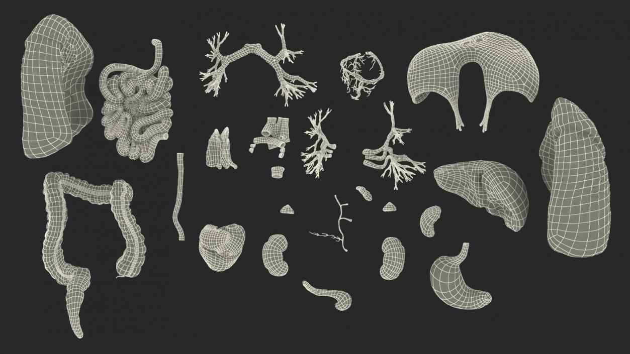 3D Human Internal Organs