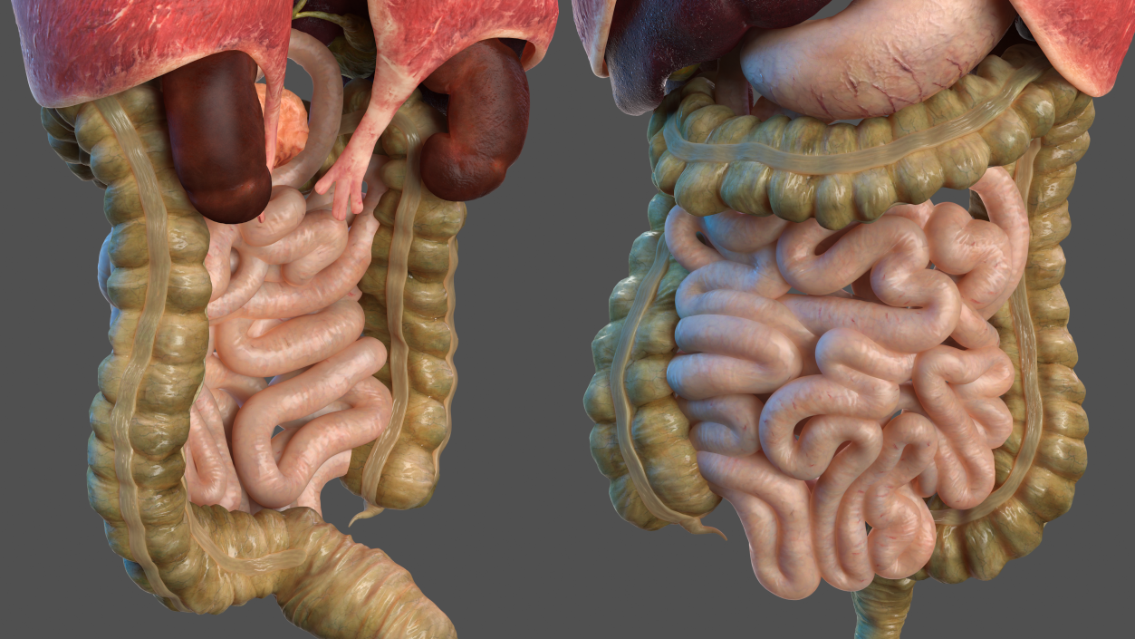 3D Human Internal Organs