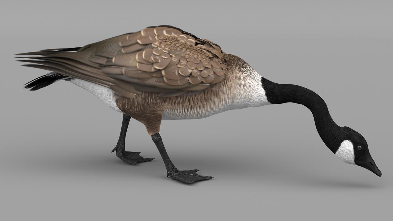 Canada Goose Rigged 3D model