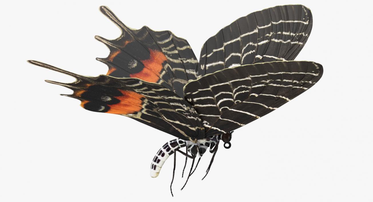 Bhutanitis Lidderdalii Butterfly Rigged 3D model