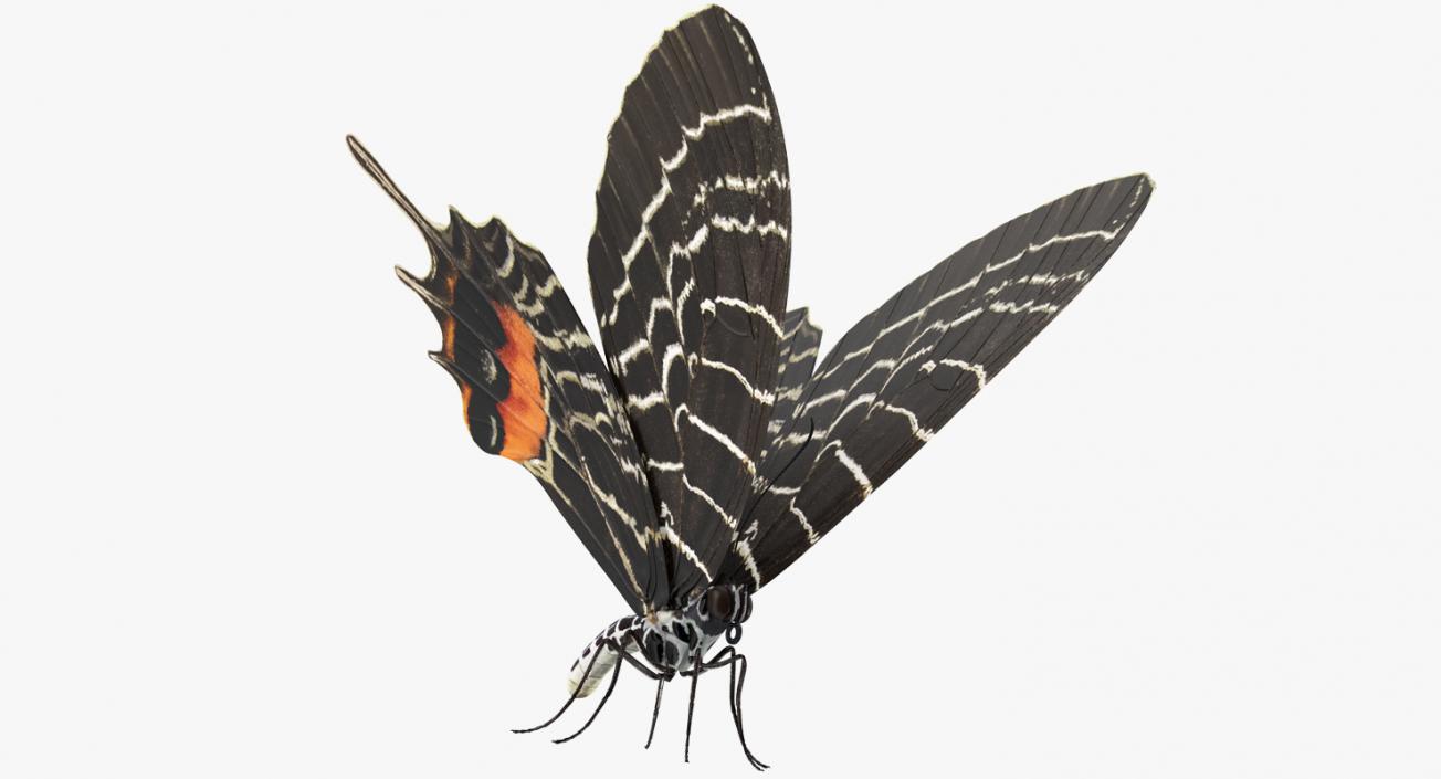 Bhutanitis Lidderdalii Butterfly Rigged 3D model