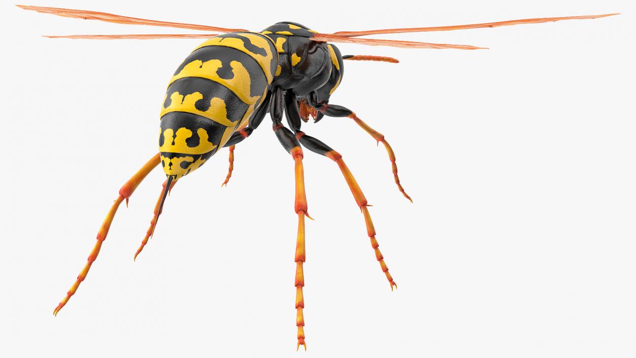 3D model Paper Wasp
