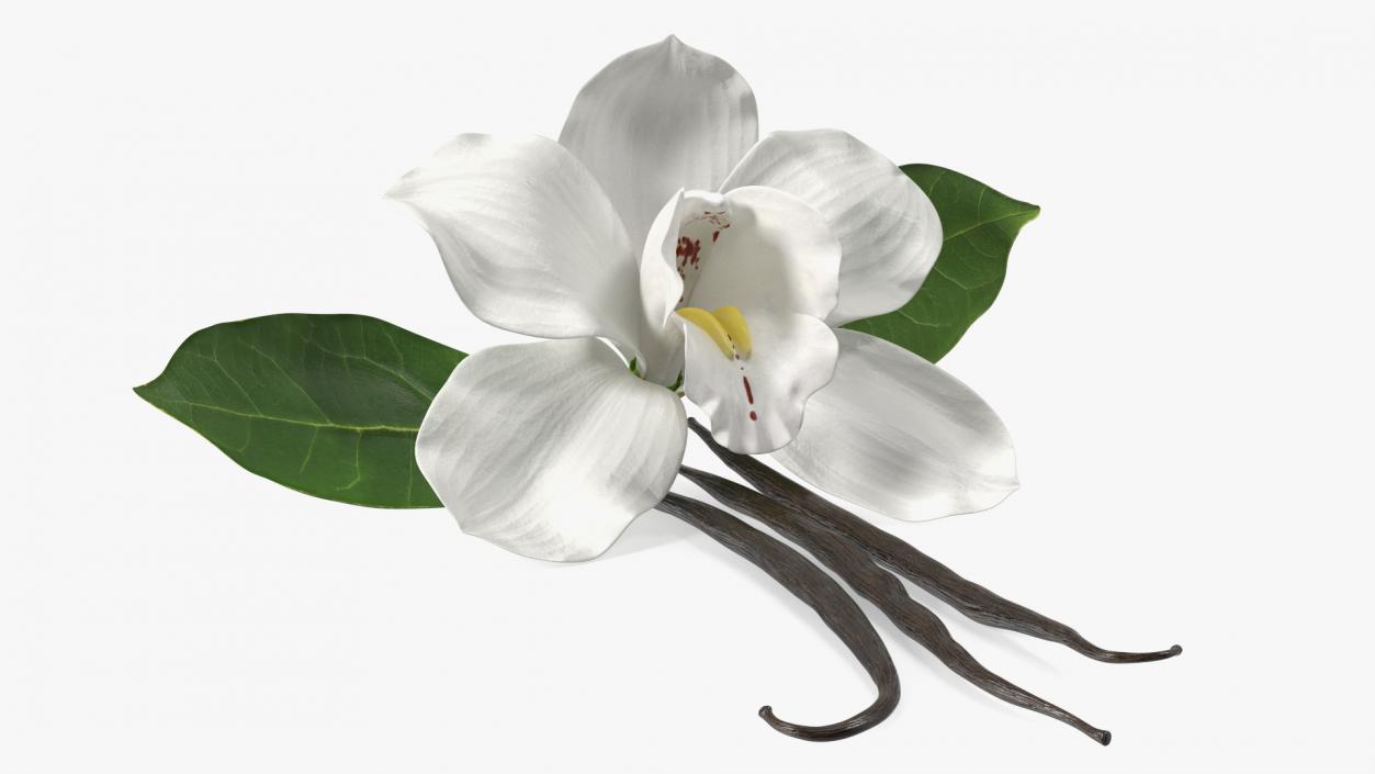 3D Hybrid Orchid Vanilla with Vanilla Sticks