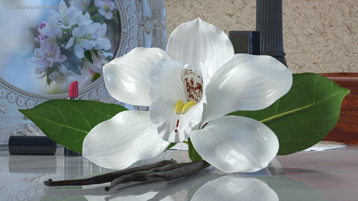 3D Hybrid Orchid Vanilla with Vanilla Sticks