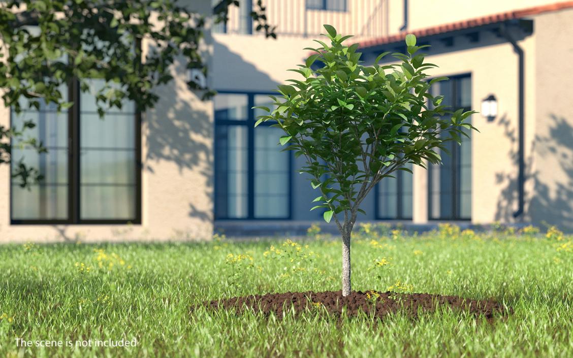 3D model Small Tree