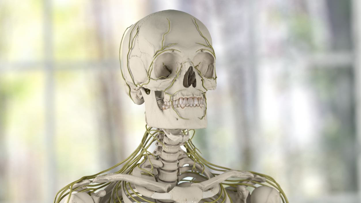 3D model Human Head Nervous System