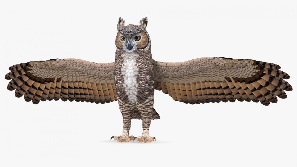 3D Great Horned Owl Rigged model
