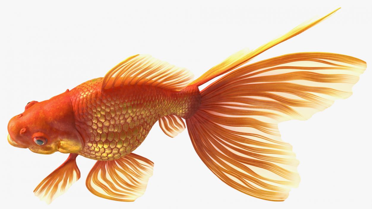 Orange Fancy Fantail Goldfish 3D model