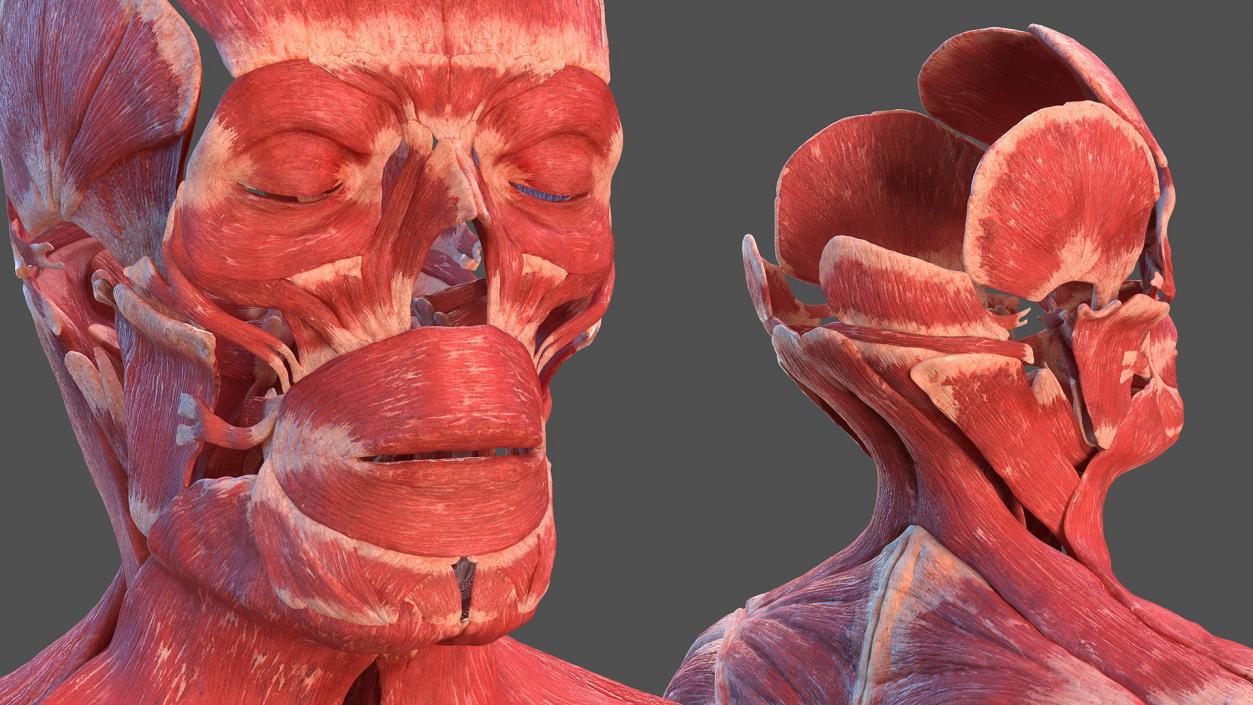 Male Full Body Anatomy 3D