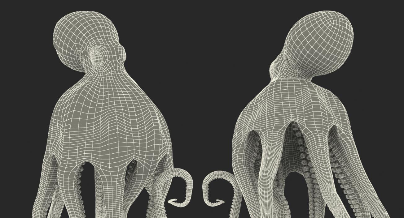Octopus Vulgaris Swiming Pose 3D model