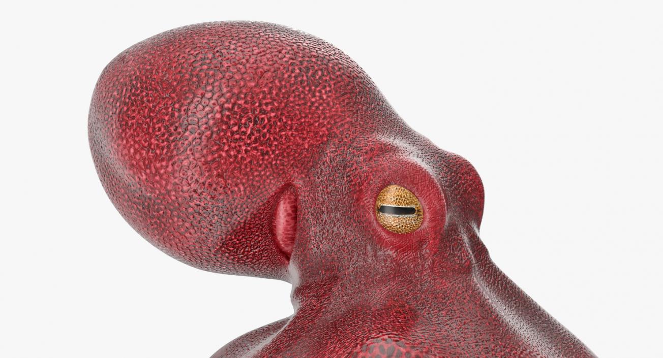 Octopus Vulgaris Swiming Pose 3D model