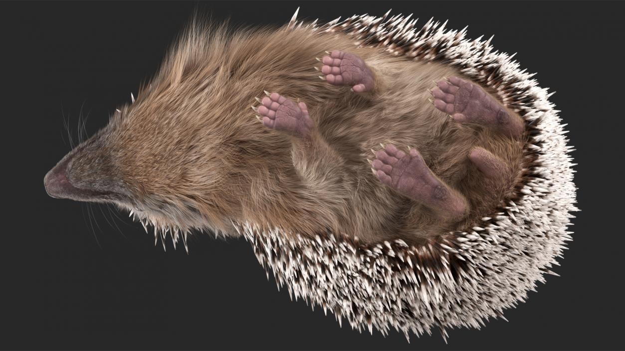 Black Hedgehog Standing Fur 3D