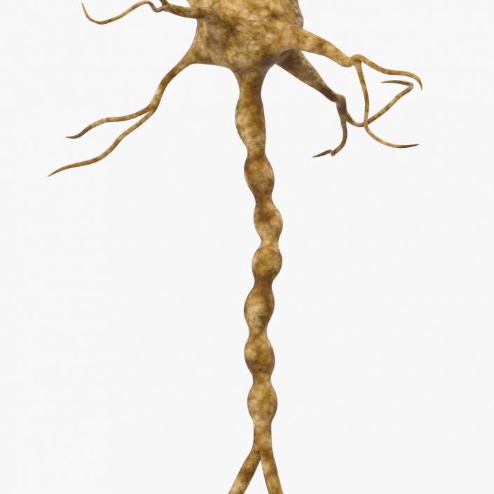 3D model Neuron