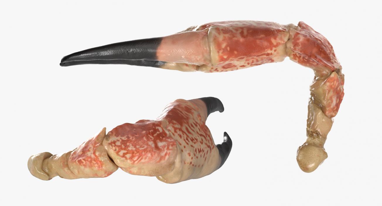 Crab Claw 3D model