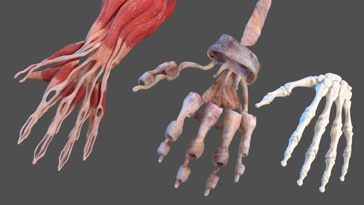 male arm anatomy