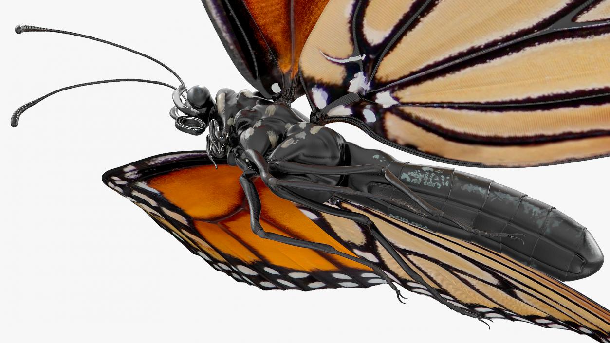 3D Animated Monarch Butterfly Takes Off from Swinging Flower with Fur Rigged(1)