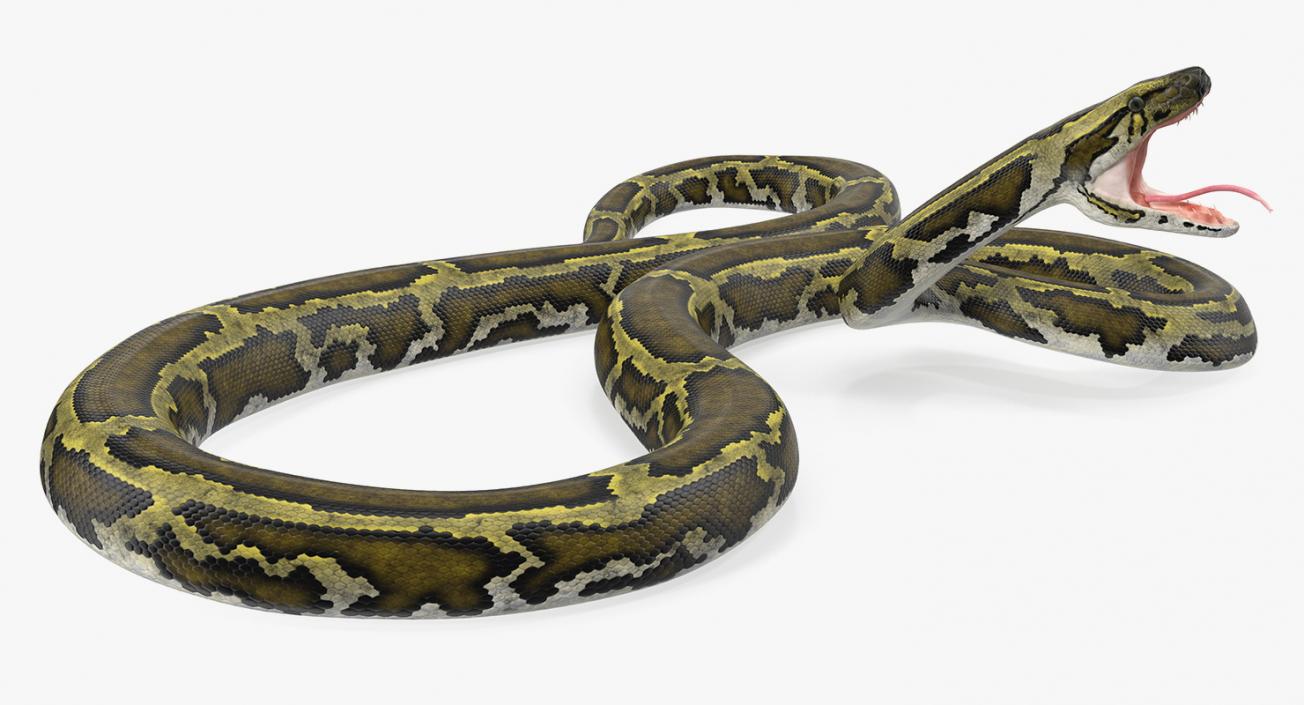 3D model Green Python Snake Attack Pose