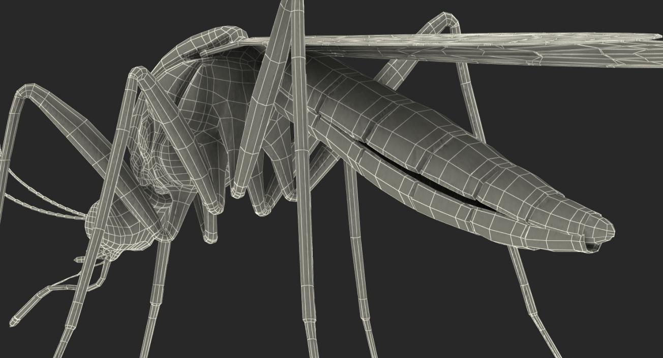 Mosquito with Fur 3D