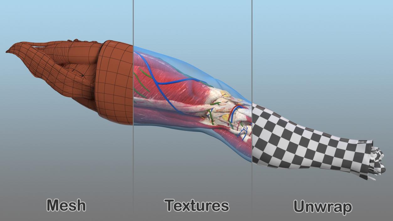 3D Human Knee Joint Anatomy Rigged