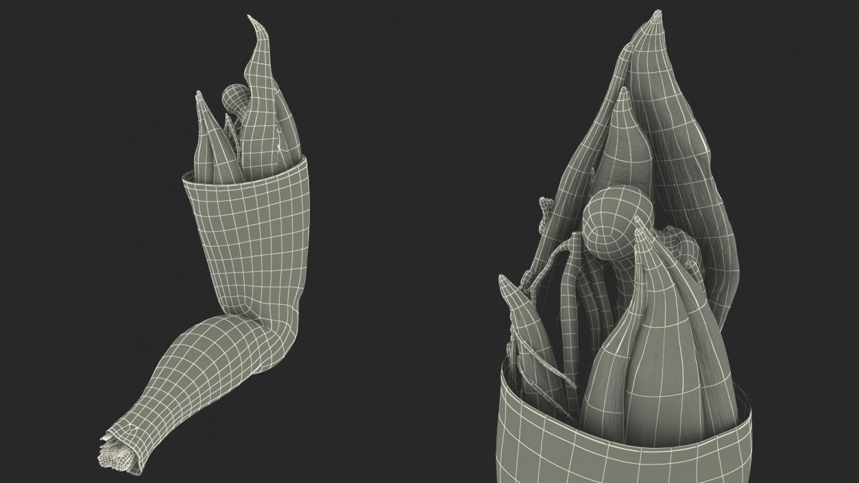 3D Human Knee Joint Anatomy Rigged