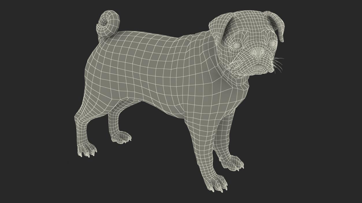 Pug Dog 3D model