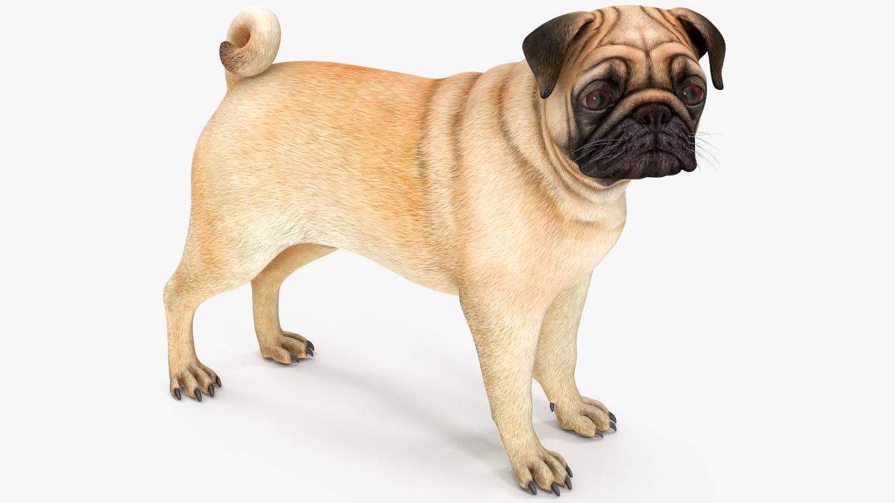 Pug Dog 3D model