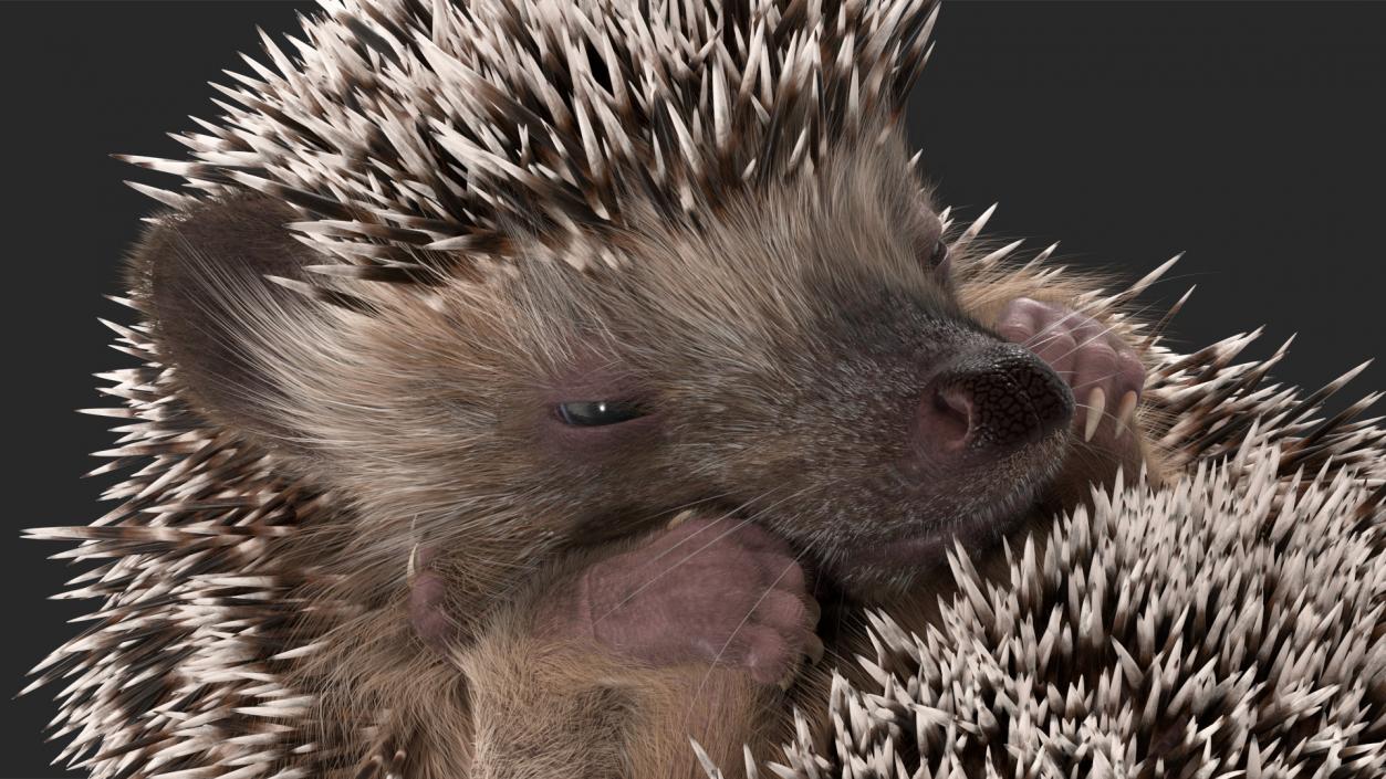 Sleeping Black Hedgehog Fur 3D