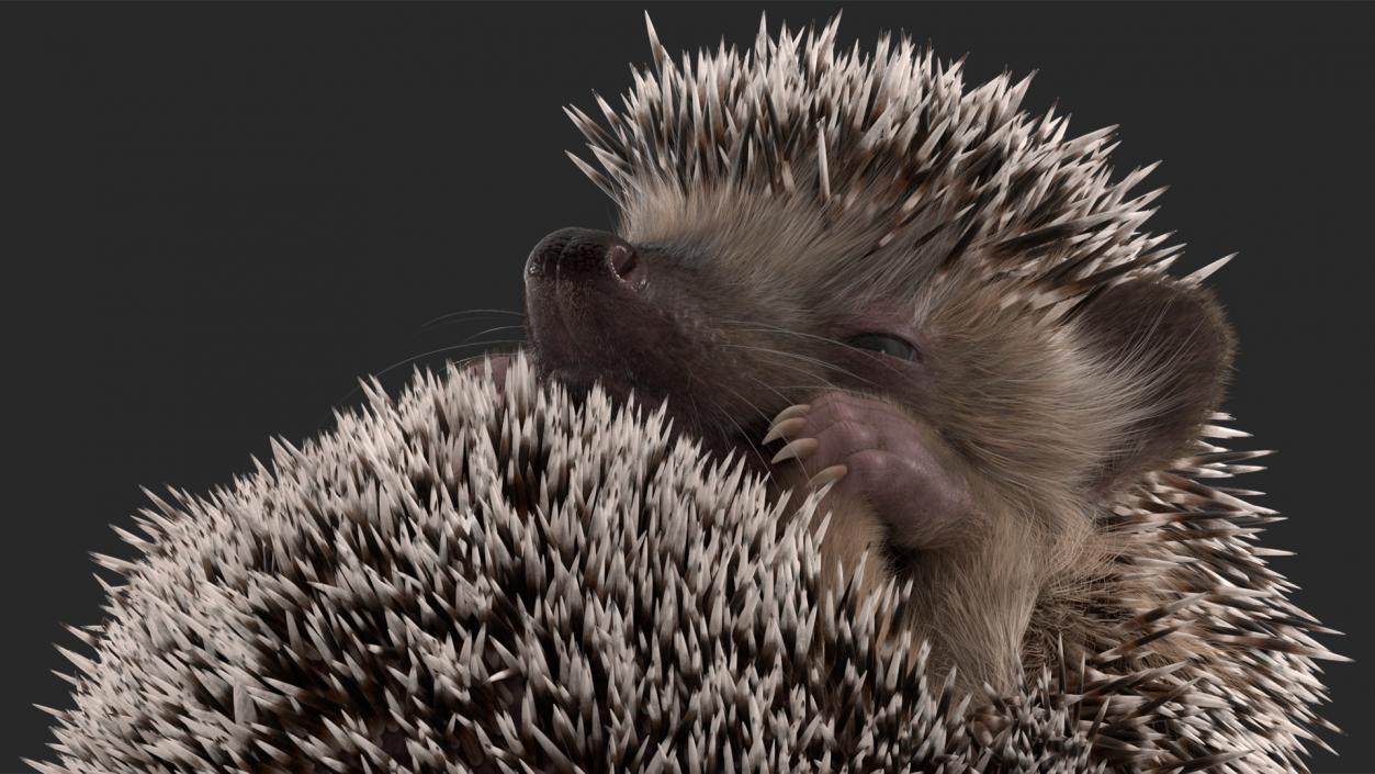 Sleeping Black Hedgehog Fur 3D