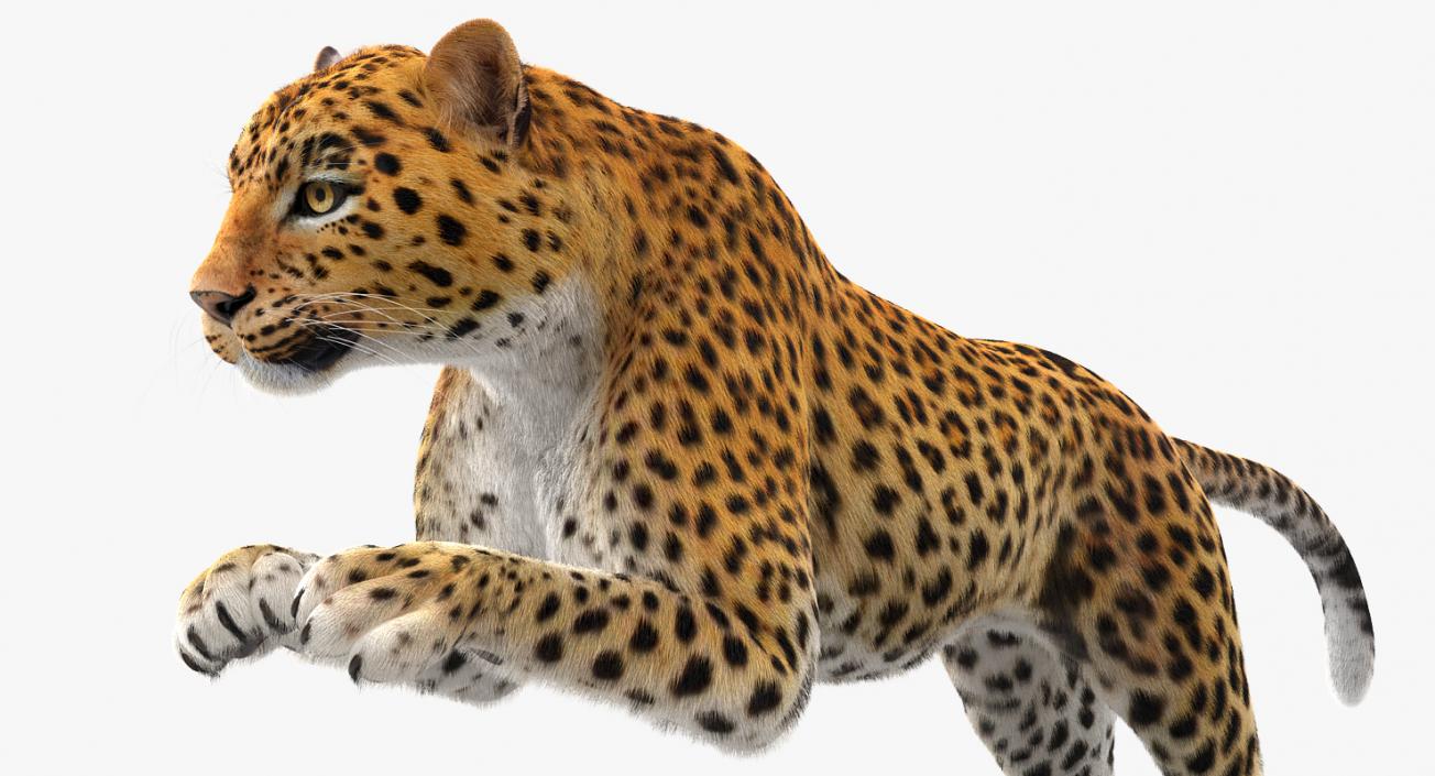 Panthera Pardus Jumping Pose with Fur 3D