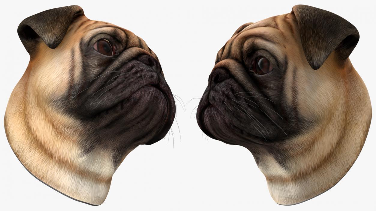 Pug Dog Head 3D