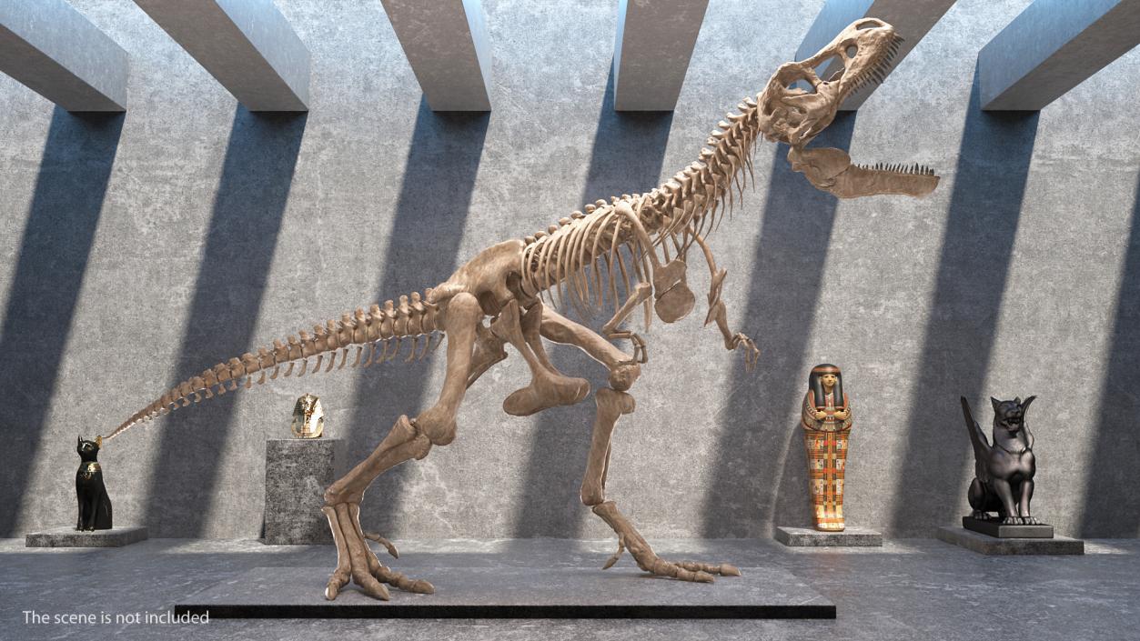 3D model Tyrannosaurus Rex Skeleton Fossil Rigged
