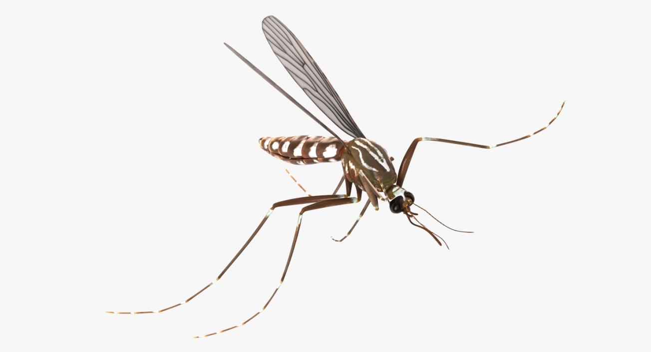 Mosquito Flies 3D model