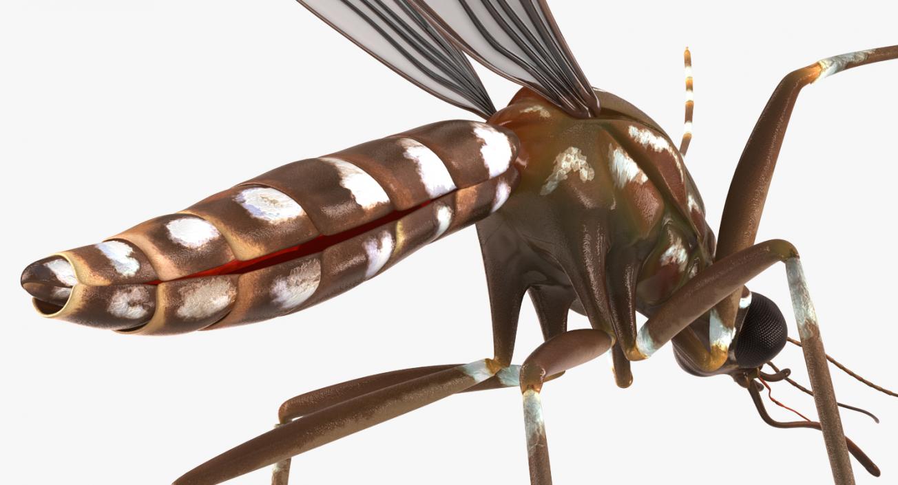 Mosquito Flies 3D model
