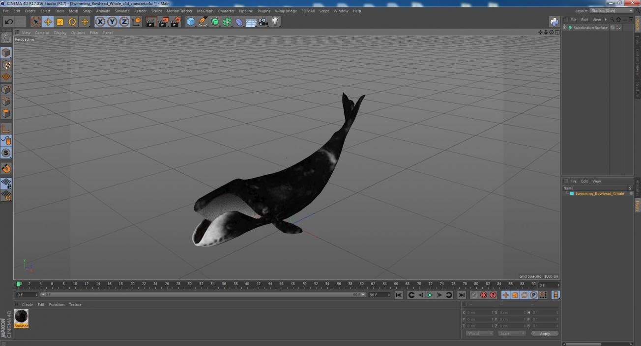 Swimming Bowhead Whale 3D