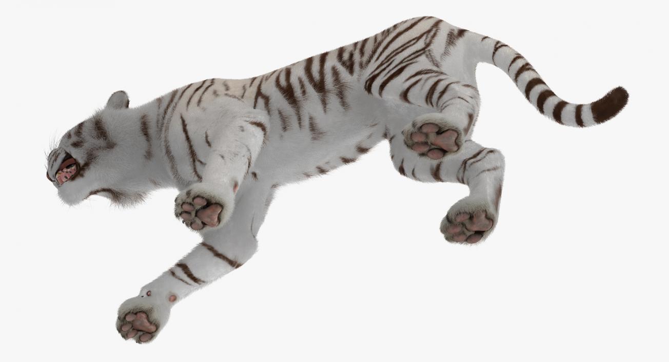3D model White Tiger Roar with Fur