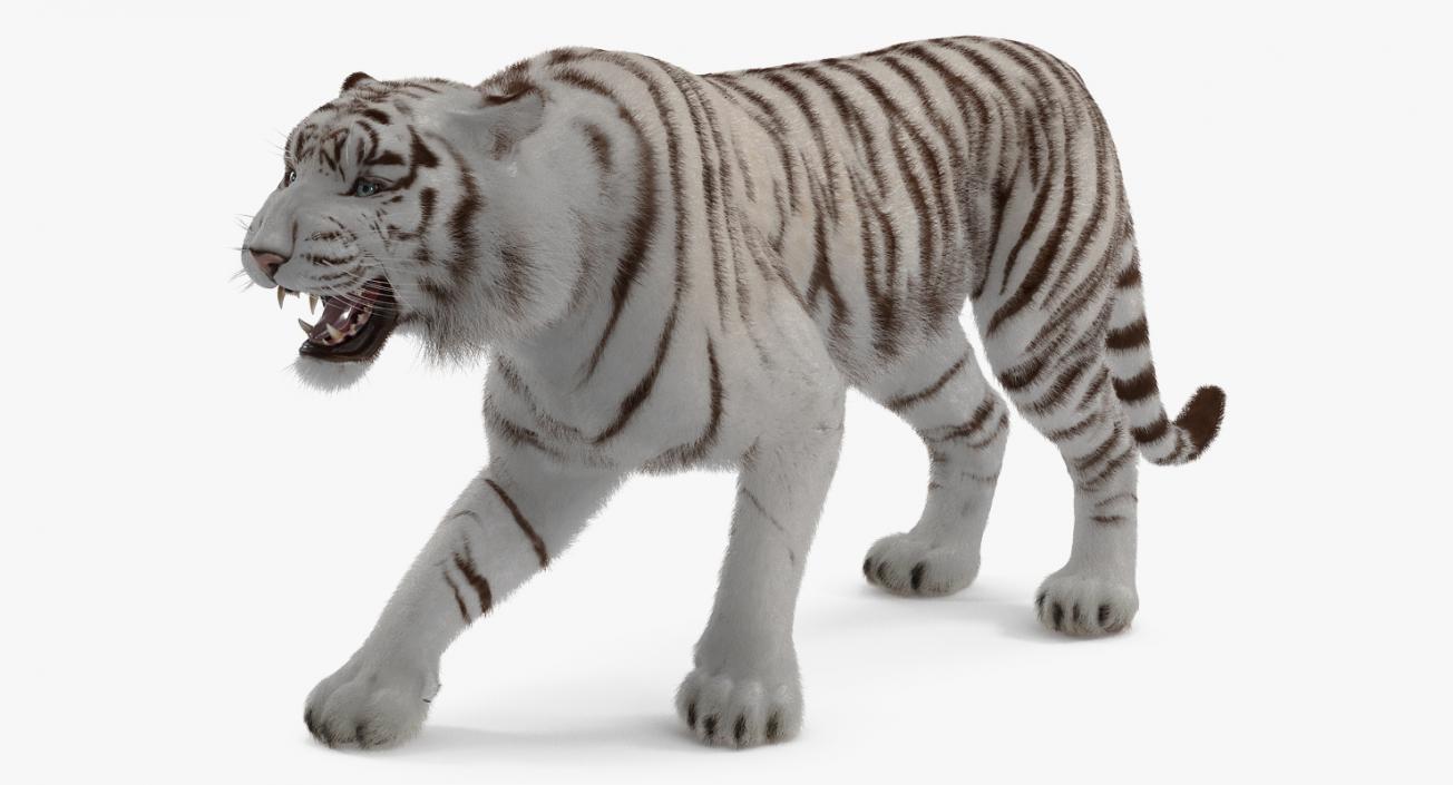 3D model White Tiger Roar with Fur