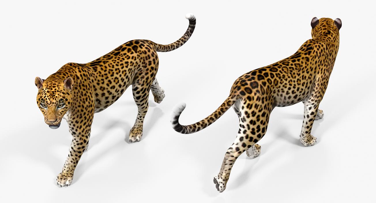 3D model Leopard Walking Pose