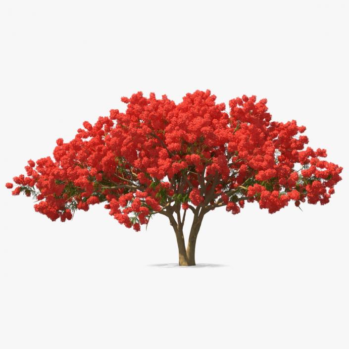 3D Delonix Regia Tree model