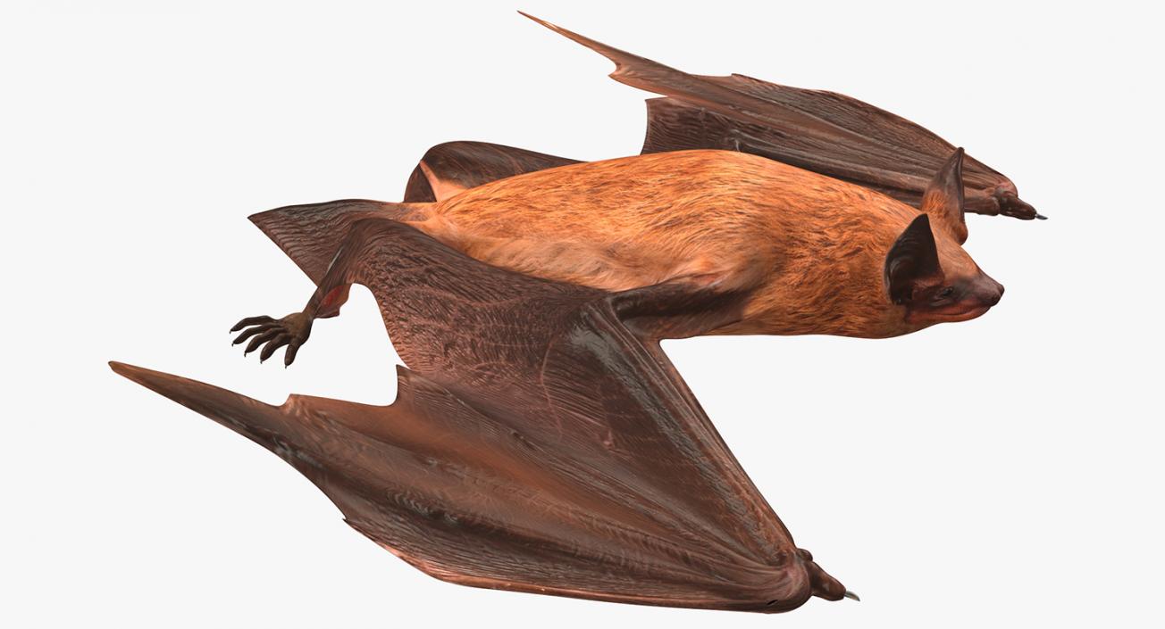 Flying Bat 2 3D