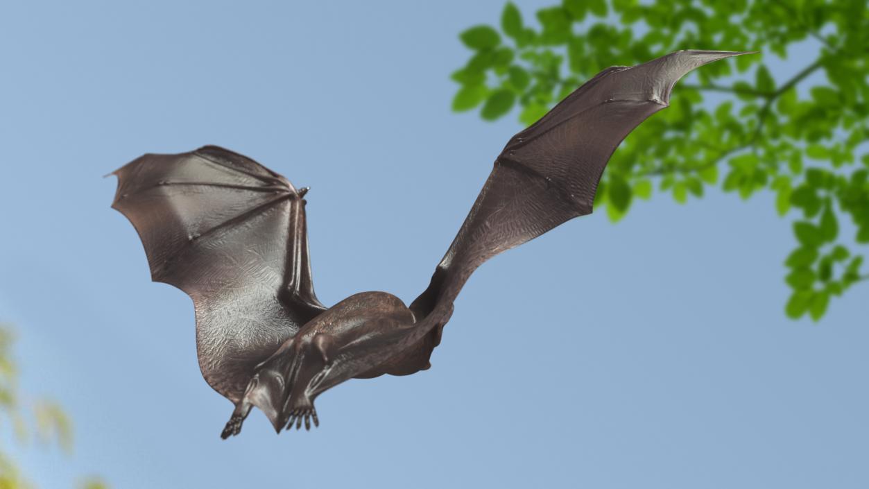 3D Flying Black Bat