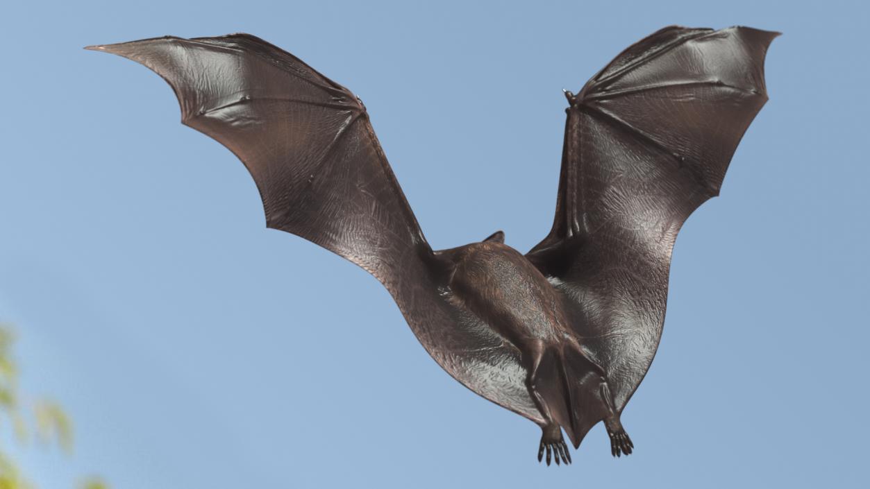 3D Flying Black Bat