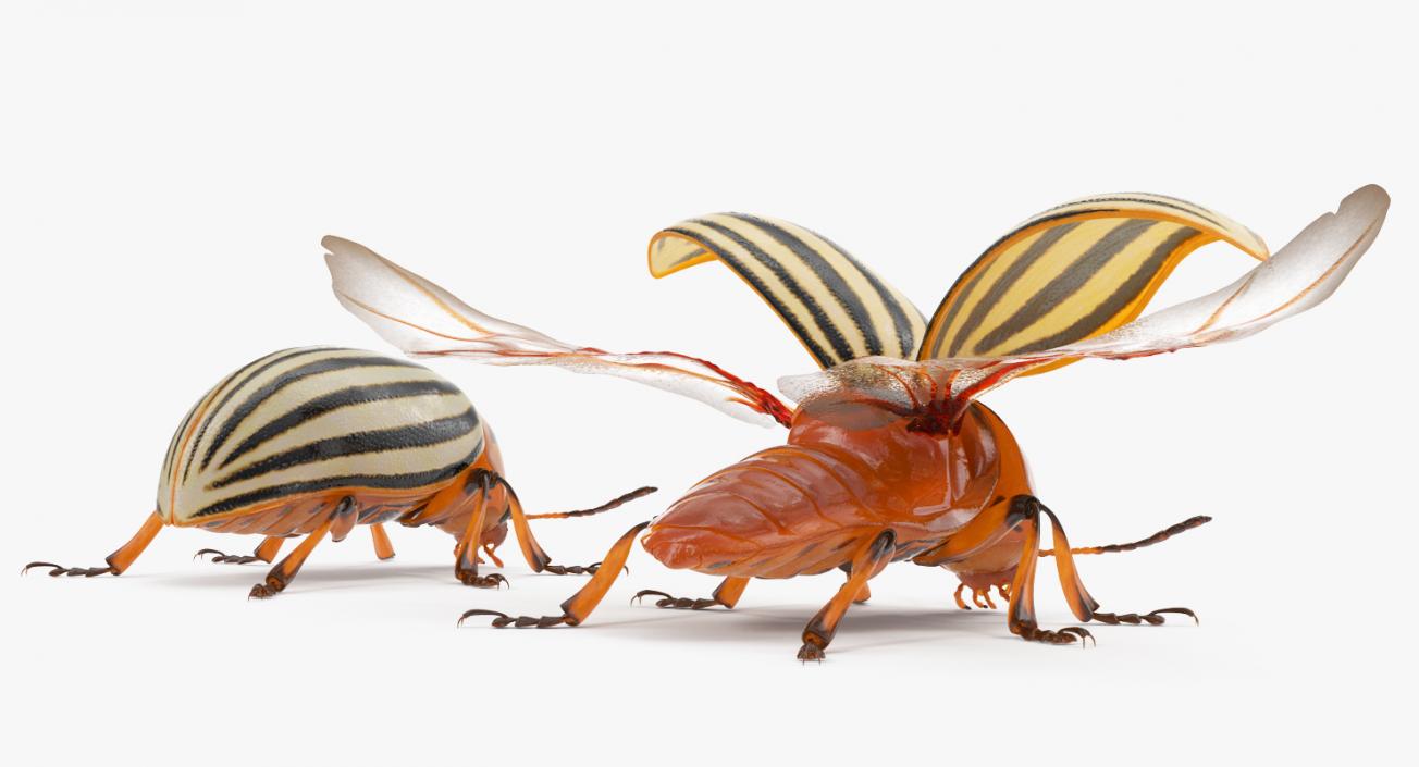 3D model Colorado Potato Beetle Rigged Collection