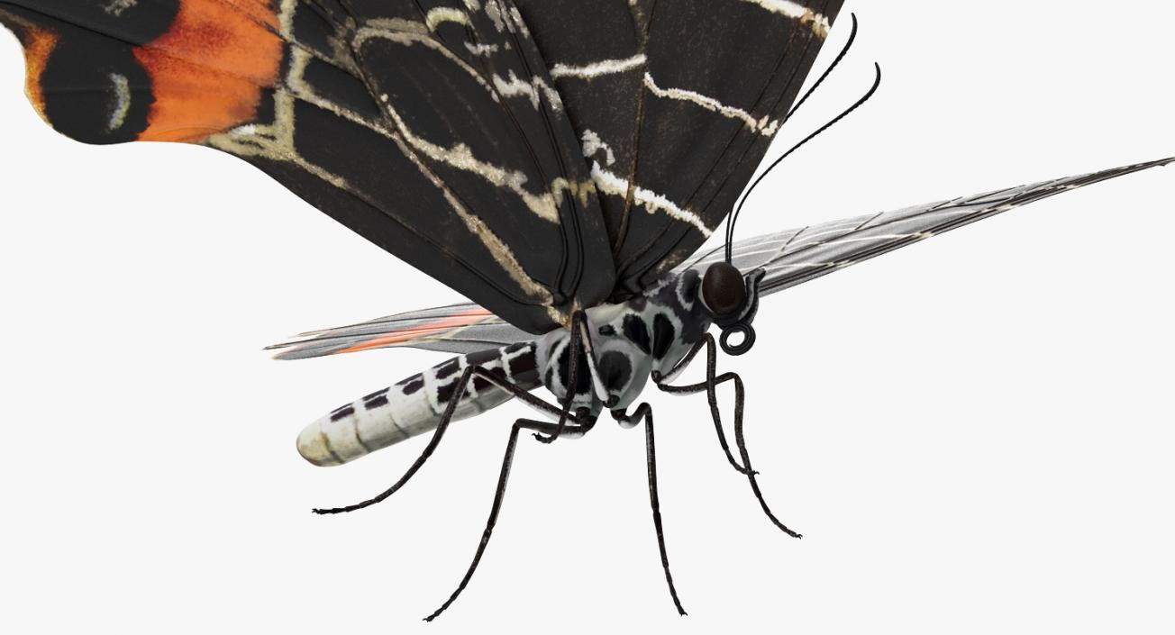 Bhutan Glory Swallowtail Butterfly 3D model