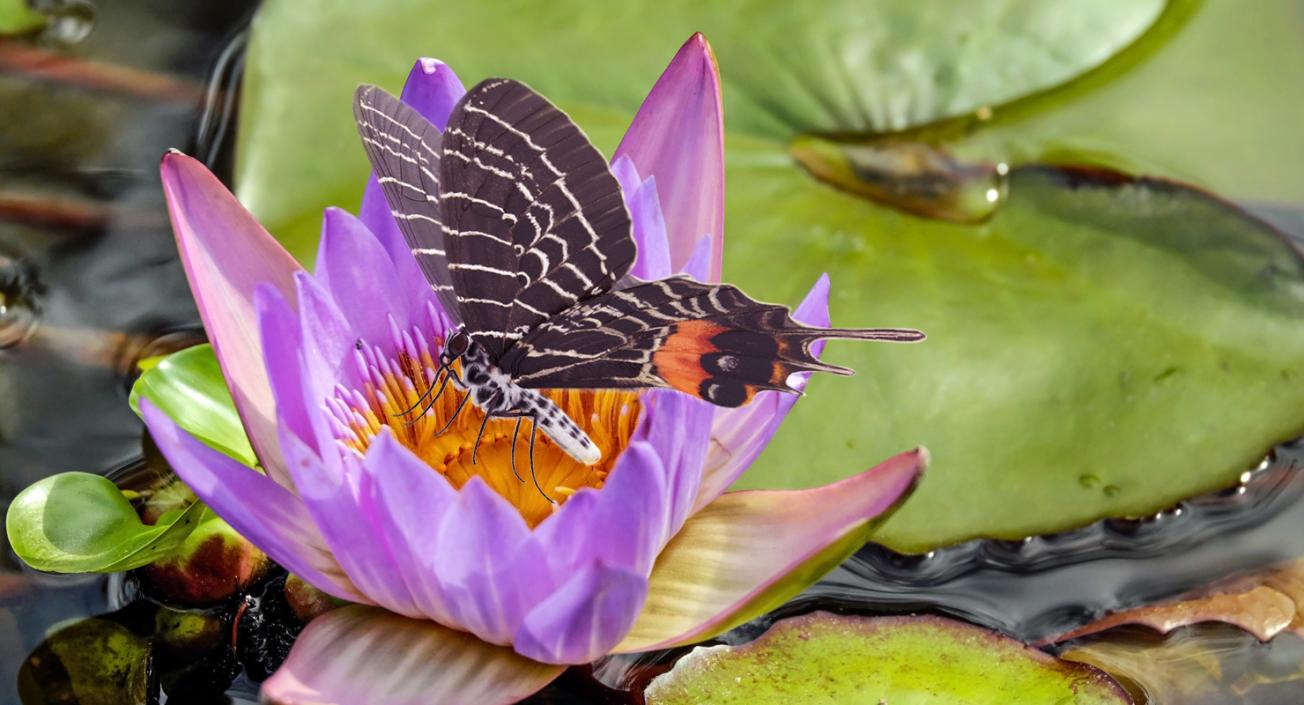Bhutan Glory Swallowtail Butterfly 3D model